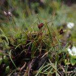 Juncus duthiei Habitat