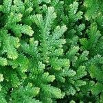 Selaginella diffusa 叶