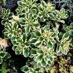 Sedum Takimense 'Atlantis'叶