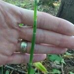 Equisetum laevigatum পাতা