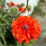 Papaver orientaleFlower