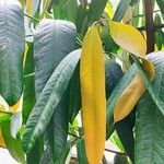 Bouea macrophylla Leaf