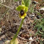 Ophrys lutea Flor