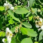 Exochorda racemosa Leaf