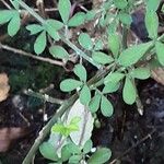 Genista pilosa Leaf