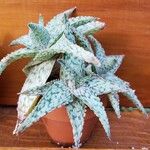 Aloe rauhii 形態