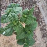 Lantana viburnoidesFolio