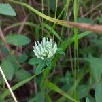 Trifolium ochroleuconFlor