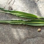 Setaria viridis Feuille