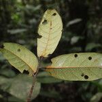 Coelocaryon preussii Hoja