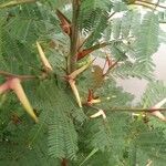 Vachellia cornigera Leht