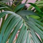 Howea forsteriana Hoja