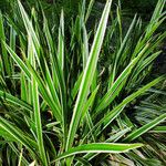 Carex morrowii 葉