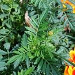 Tagetes erecta Frunză