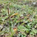 Carex uncinioides 花