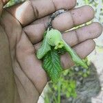 Catunaregam spinosa Fruit