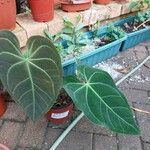 Anthurium crystallinum Hoja