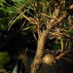 Pinus contorta Habitus