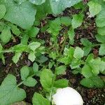 Lactuca muralis Feuille