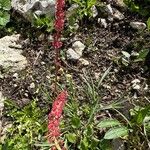 Rumex nivalis Blüte