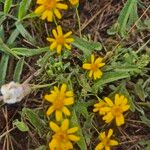 Emilia discifolia 花