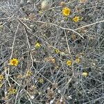 Pulicaria arabica Libunga