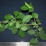 Pisonia aculeata その他の提案