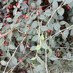 Cotoneaster franchetii Hoja