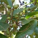 Tapirira guianensis Fruit