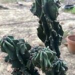 Cereus hildmannianus Folha