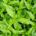 Persicaria hydropiper Yaprak