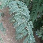 Pterolobium stellatum Leaf