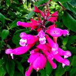 Salvia involucrata Flor