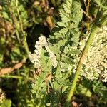 Daucus pusillus Folha