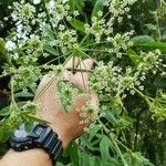 Cicuta maculata 花