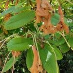 Rhododendron auriculatum Otro