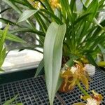 Cymbidium tracyanum List