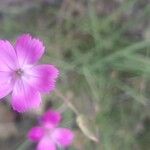 Dianthus virgineus 花