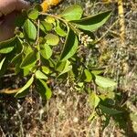 Ligustrum ovalifoliumLeaf