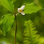 Trillium catesbaei Habit