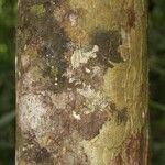 Pachira dolichocalyx Bark