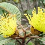 Pleurocalyptus pancheri Flor