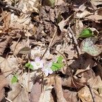 Claytonia caroliniana Flor