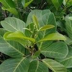 Alectryon coriaceus Leaf