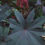 Ricinus communisFuelha