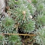 Cotula hispida Hoja