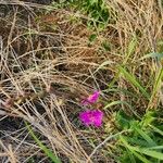 Talinum portulacifolium Flor