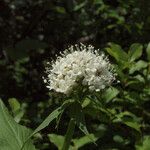 Valeriana sitchensis Flor