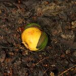 Ongokea gore Fruto