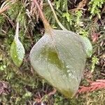 Montia parvifolia Blad